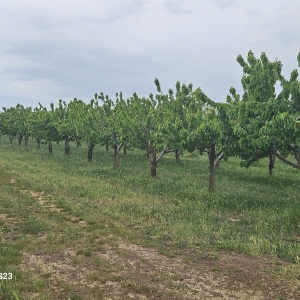 Azienda Agricola Biologica